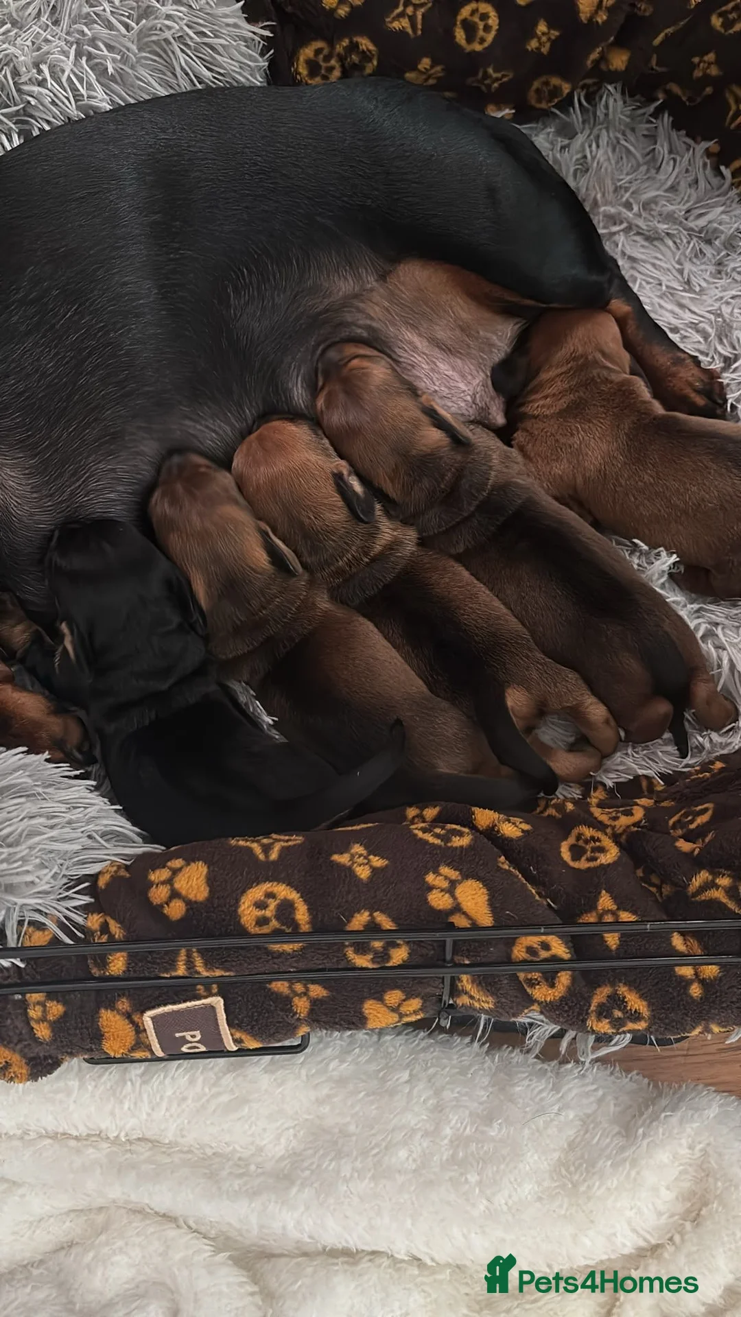 Dachshund dogs for sale: 2 Adorable Clever Little Boys. in Edinburgh - Advert 2