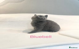 British Shorthair cats for sale: GCCF Registered British Shorthair Girl - Image 1