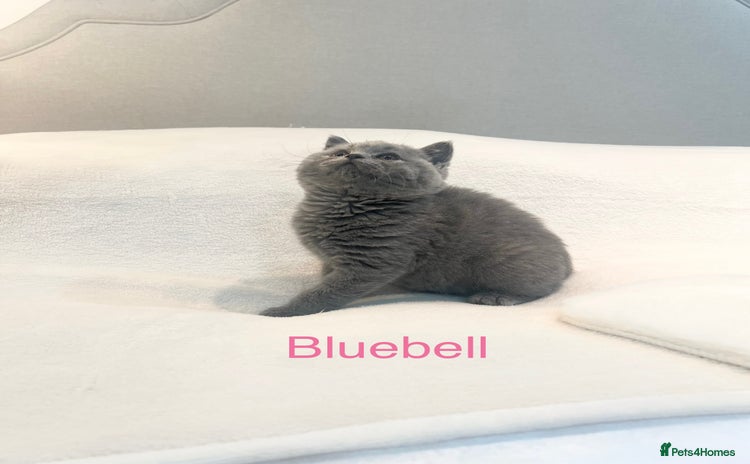 British Shorthair cats - Advert 3