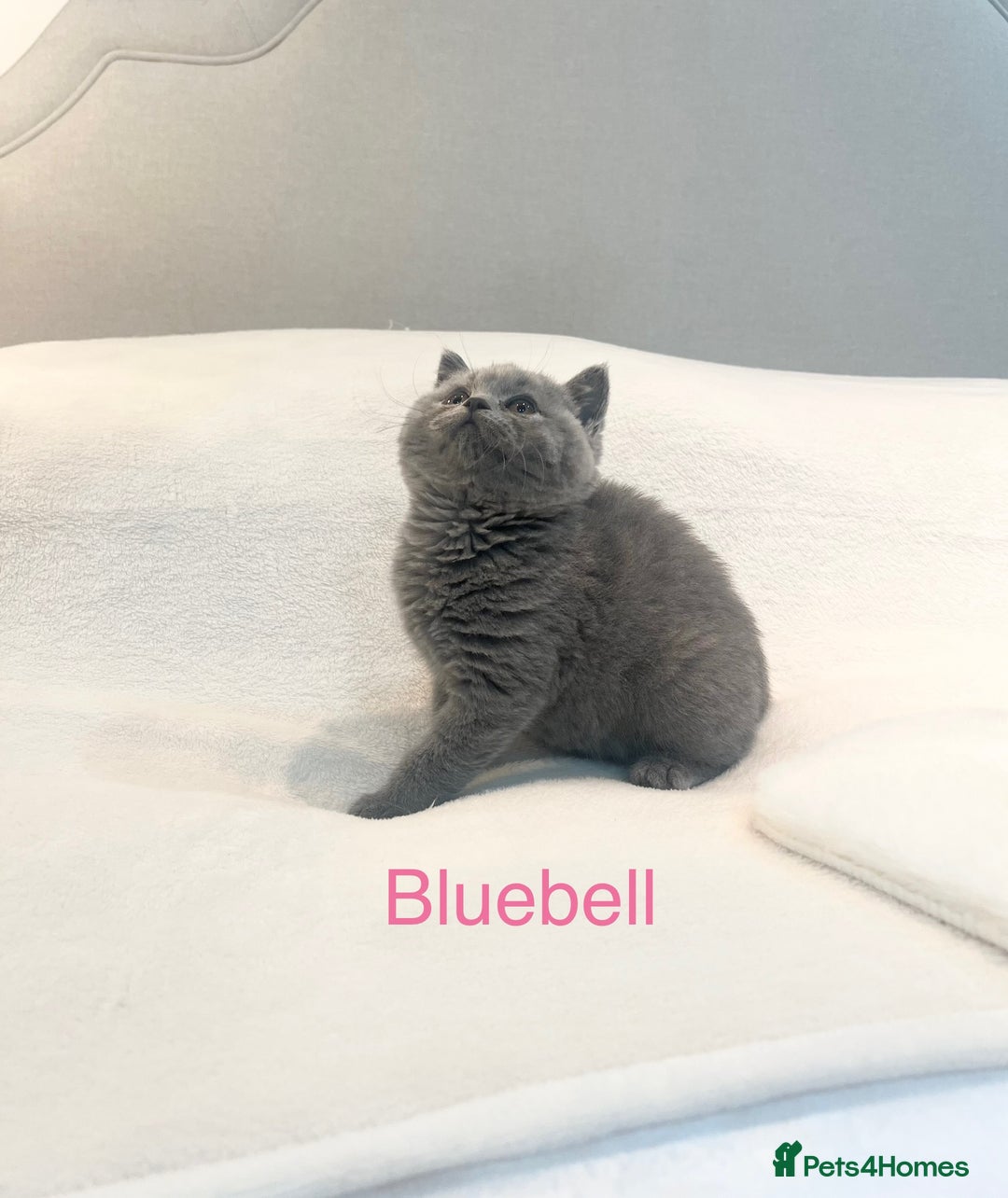 British Shorthair cats for sale: GCCF Registered British Shorthair Girl - Image 1