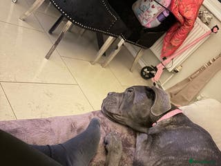 Cane Corso dogs Beautiful big girl - Advert 2