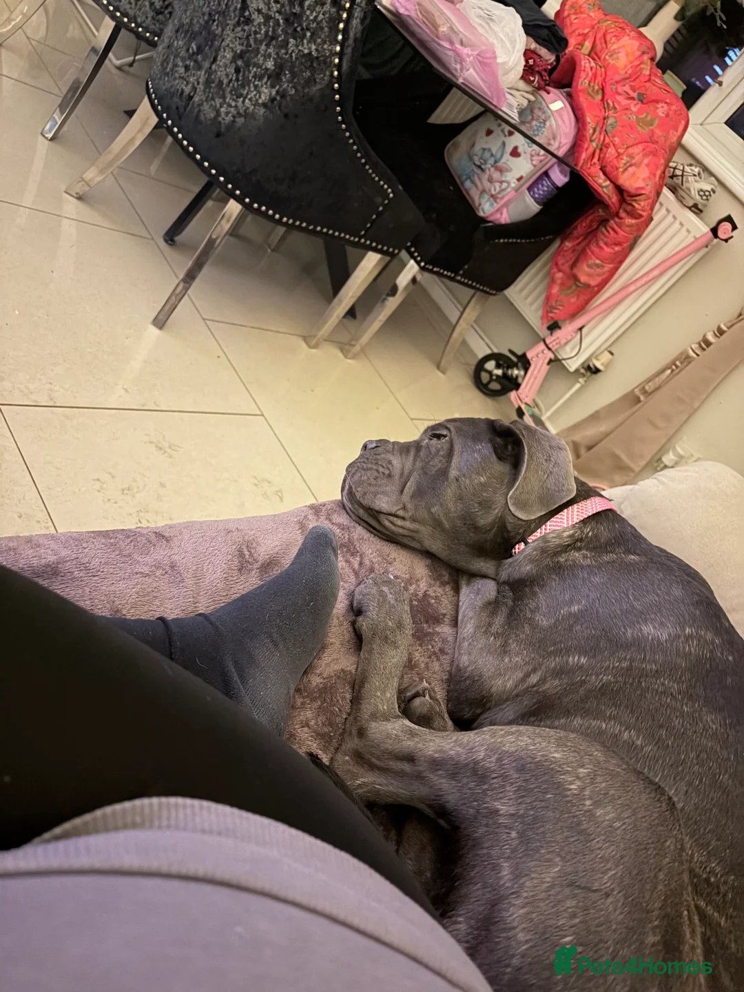 Cane Corso dogs for sale: Beautiful big girl - Advert 1