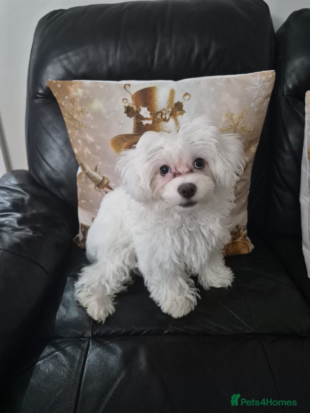 Maltese dogs for sale: Maltese boy - Advert 4