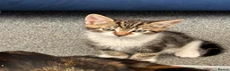 Mixed Breed cats for sale: Three beautiful kittens looking for forever home  in Slough - Advert 8