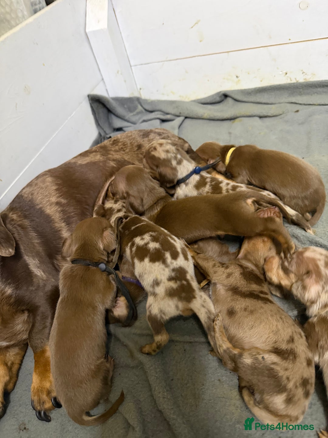 Miniature Dachshund dogs for sale: Miniature Dachshunds KC REG Dapple & Chocolate  - Advert 4