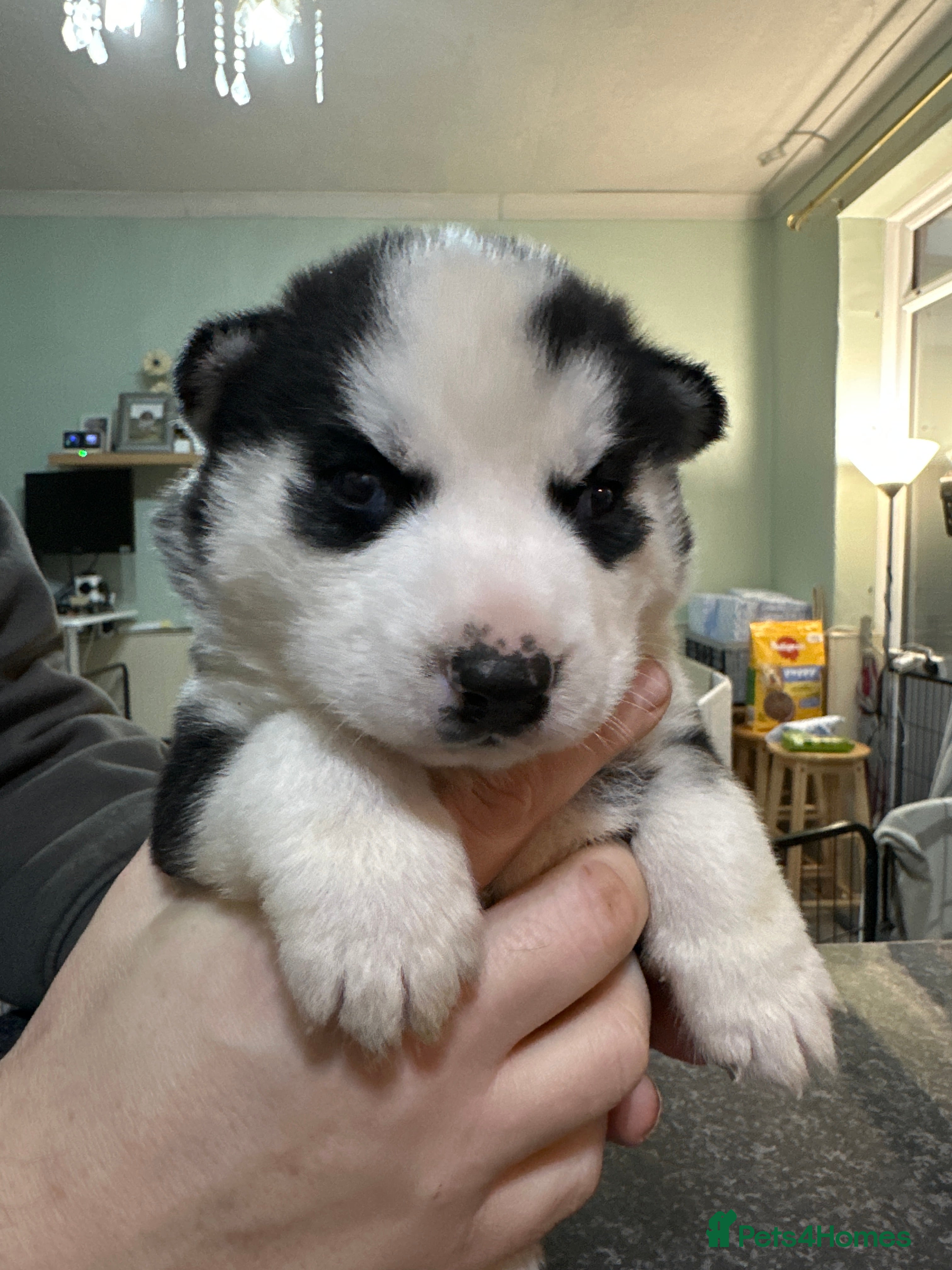 Siberian Husky dogs for sale: 🐾 Beautiful Siberian Husky Puppies–Litter 1 🐾 - Advert 2
