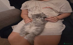 Persian cats for sale: Chloe  - Image 1