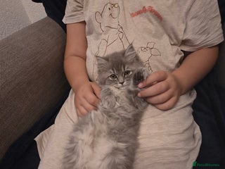 Persian cats for sale - Advert 1