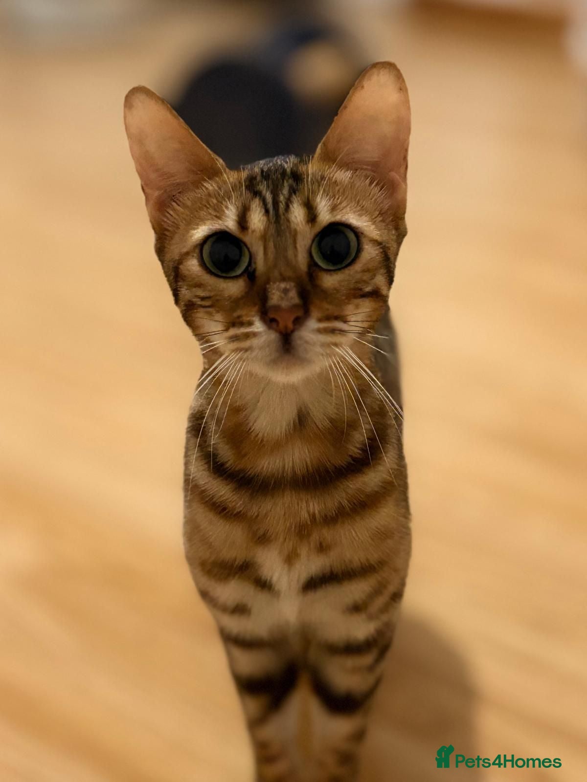 Bengal cats 2 F Pedigree Bengal cats urgent moving  - Advert 4