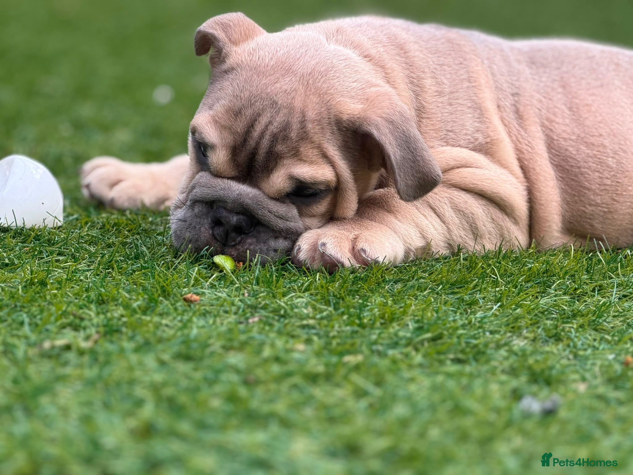 English Bulldog dogs Reduced English bulldogs - Advert 1