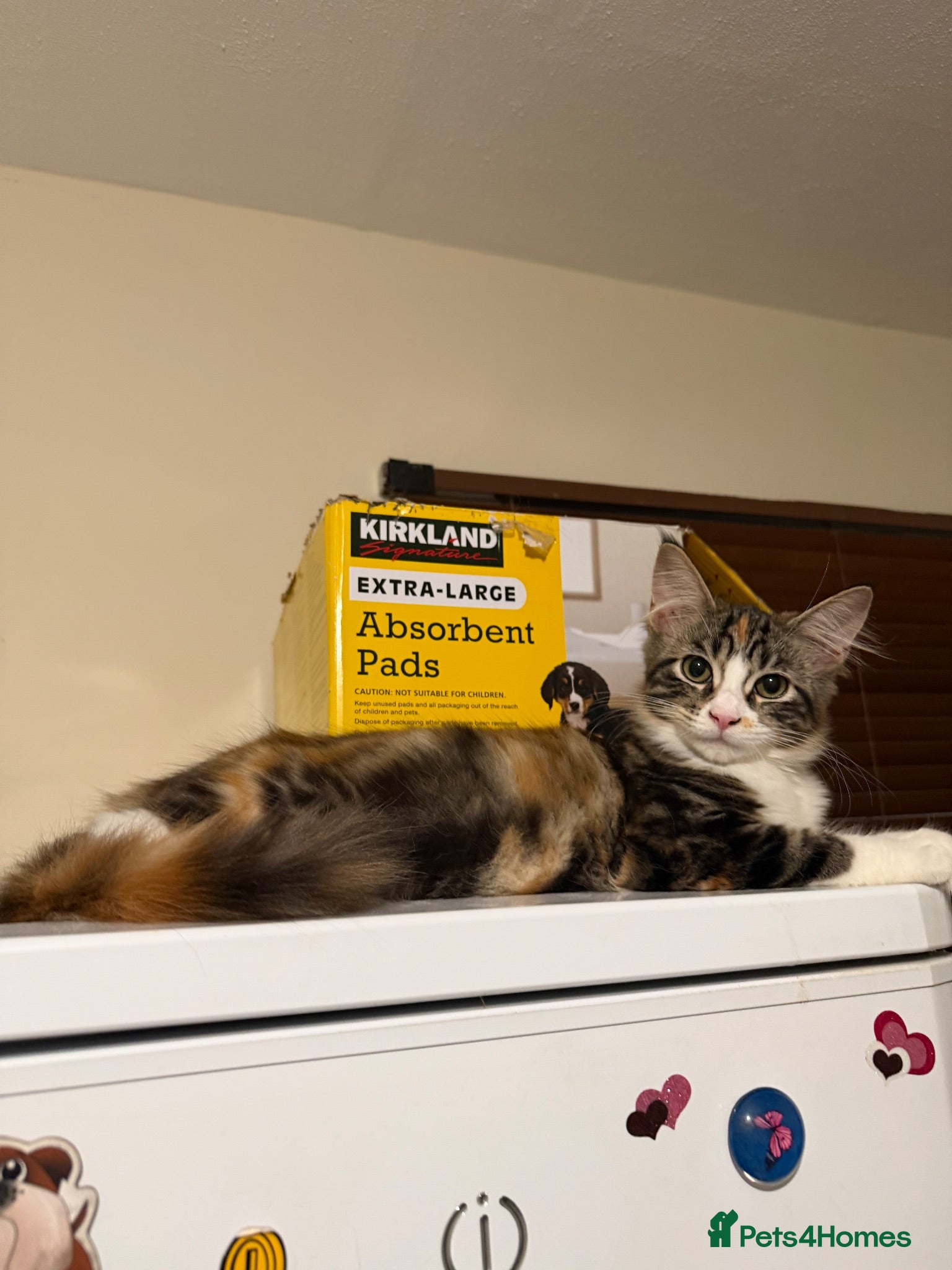 Maine Coon cats Maincoon X Ragdoll SALE - Advert 2