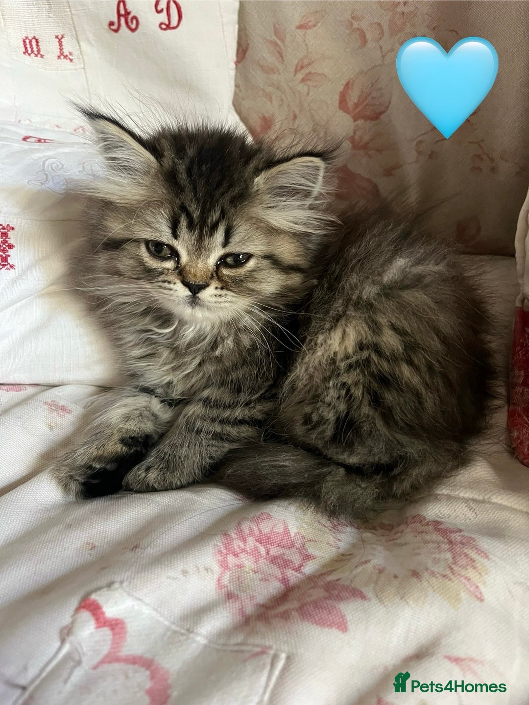 British Longhair cats for sale: 3 Adorable British Longhair x Persian Kittens  - Image 10