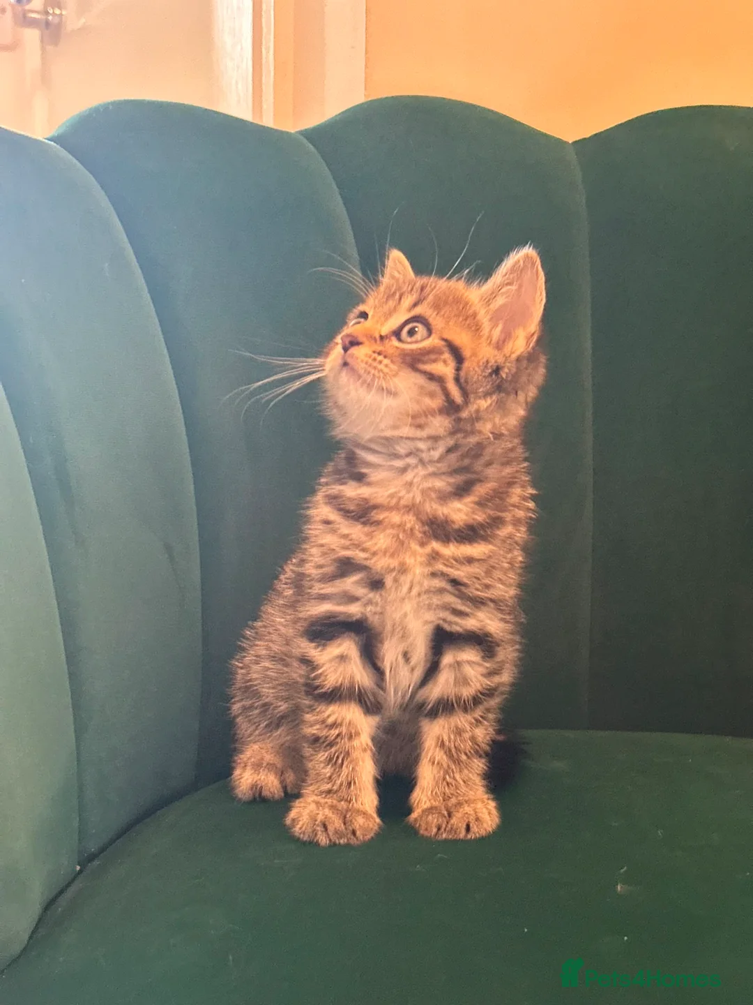 Scottish Fold cats for sale: ✨Adorable Scottish Fold Kittens 🐾 - Advert 2