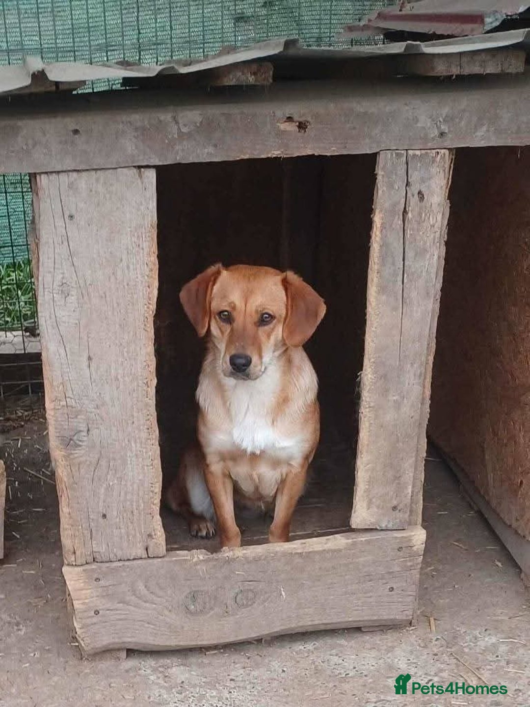 Mixed Breed dogs for adoption: Meet Wilma, currently residing in West Midlands  - Advert 7