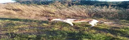 Lurcher dogs for sale: Lurcher  - Advert 1