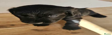 Mixed Breed 3