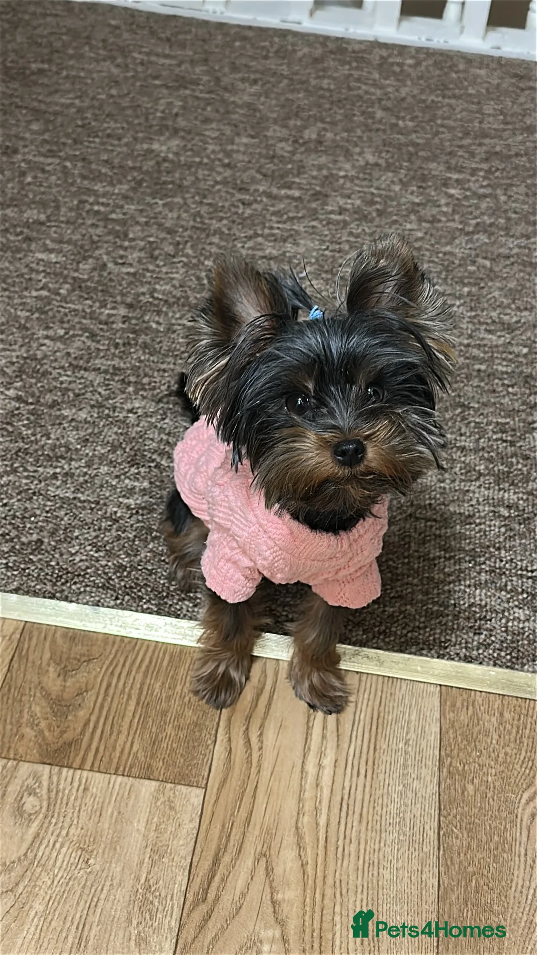 Yorkshire Terrier dogs for stud: For stud  in Northampton - Advert 1