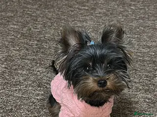 Yorkshire Terrier dogs For stud - Advert 1