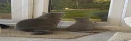 Scottish Fold cats for sale: 🐾 Adorable Scottish Straight 🐾 - Advert 3
