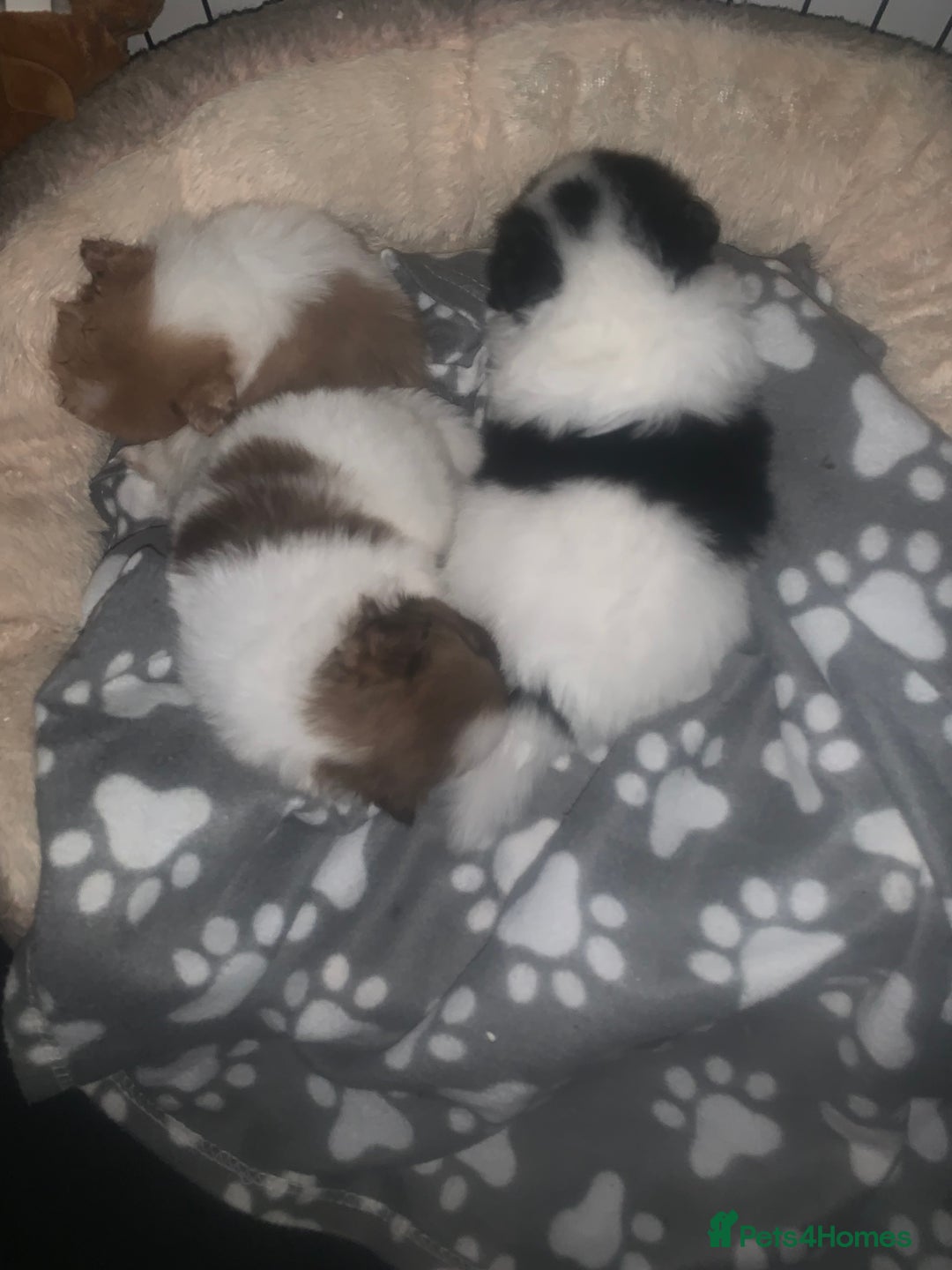 Pomeranian dogs for sale: Beautiful Pomeranian puppies ❤️ - Image 6
