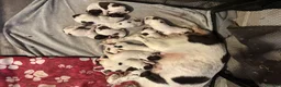English Springer Spaniel dogs for sale: Stunning kc reg springer spaniel puppies  - Advert 6