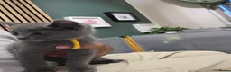 Russian Blue cats for sale: 🐾 All Kittens Reserved 🐾 - Advert 32