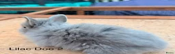 Lionhead rabbits for sale: Pure Bred Double Mane Lionhead Bunnies  in Nuneaton - Advert 7