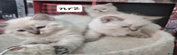 Ragdoll cats for sale:  Ragdoll Kittens –  - Advert 6