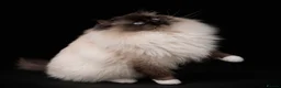 Ragdoll cats for sale: 🤎Exceptional Rare Chocolate Point Ragdoll Boy 🤎 - Advert 12