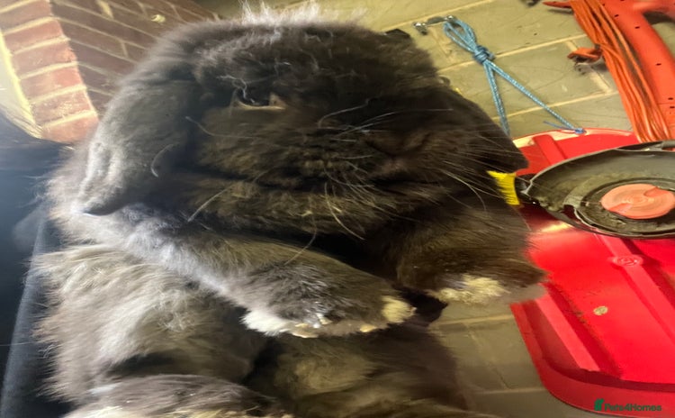 Mini Lop rabbits - Advert 1