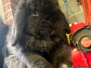 Mini Lop rabbits Mini lop - Advert 2