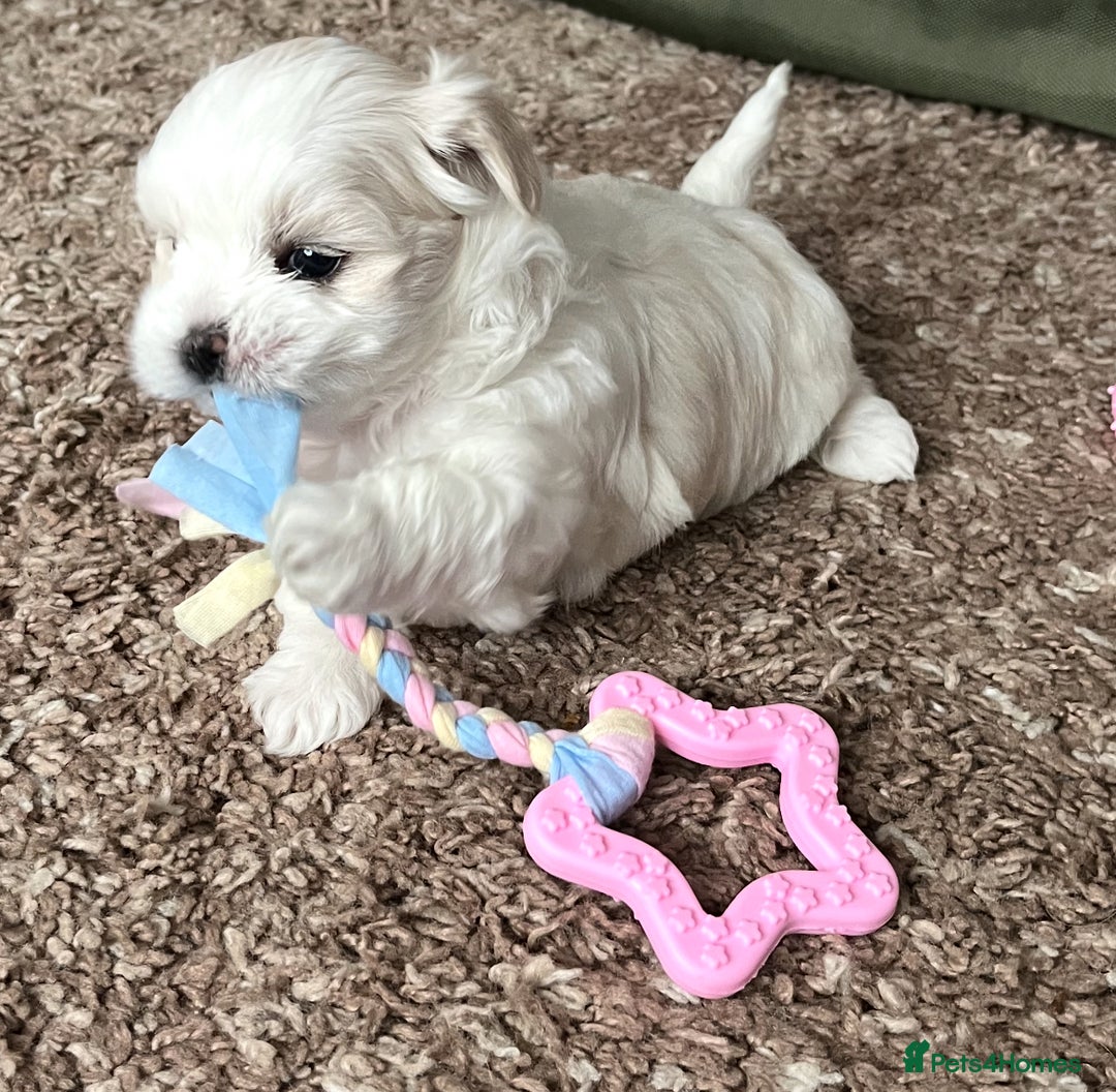 Maltese dogs for sale: Miniature Maltese - Advert 3