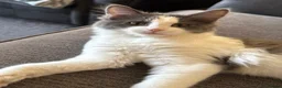 Mixed Breed cats for sale: My beautiful boy Bilbo - Advert 7