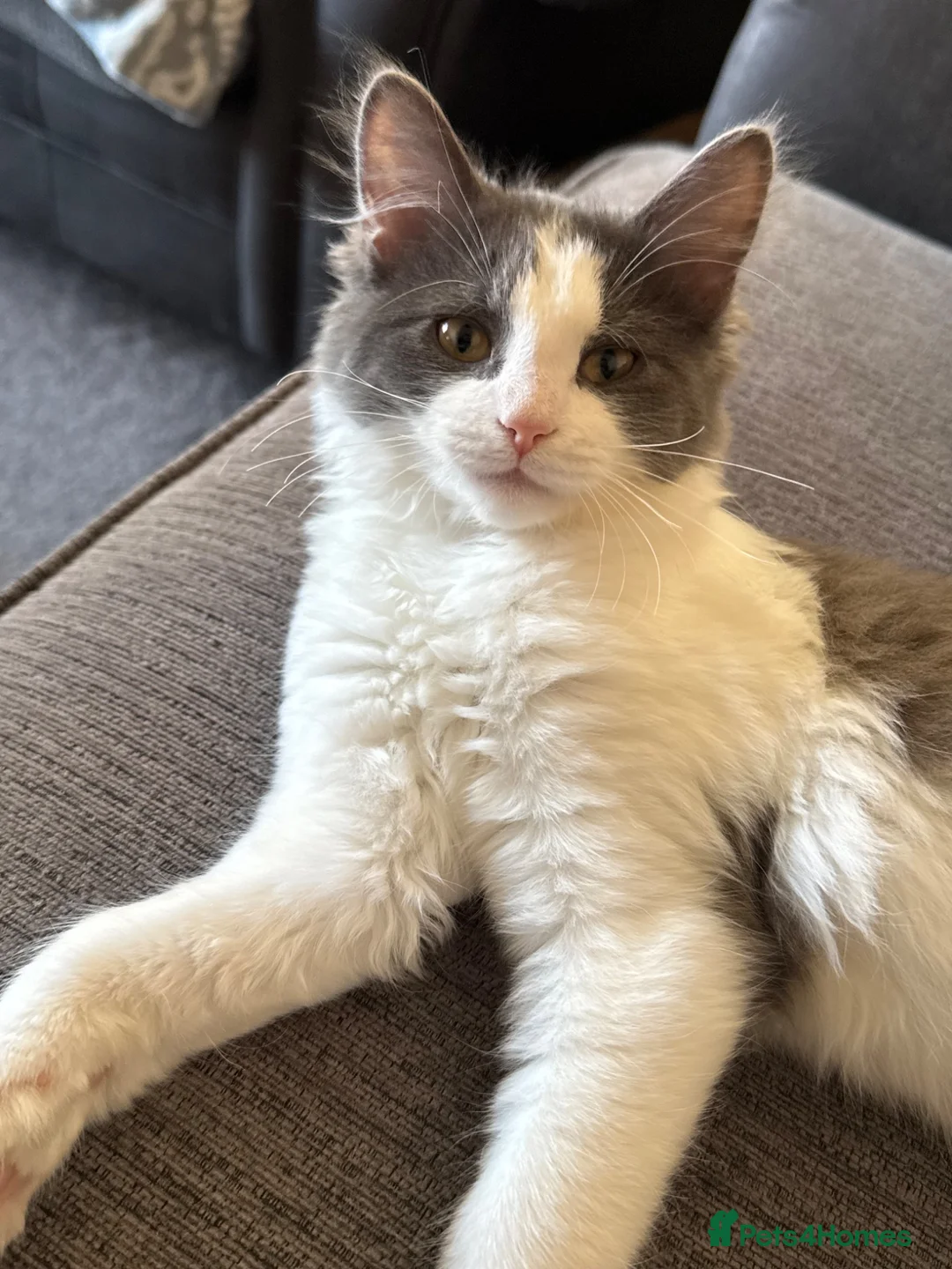 Mixed Breed cats for sale: My beautiful boy Bilbo - Advert 7