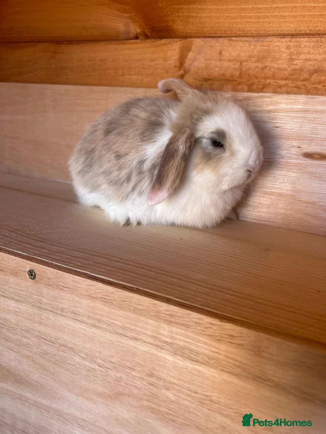 Dwarf Lop rabbits for sale: Mini Dwalf lop bunnies - Advert 1