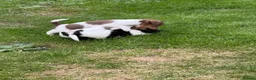 Jack Russell dogs for sale: 🐾 Traditional short legged Jack Russel puppy’s 🐾 - Advert 17
