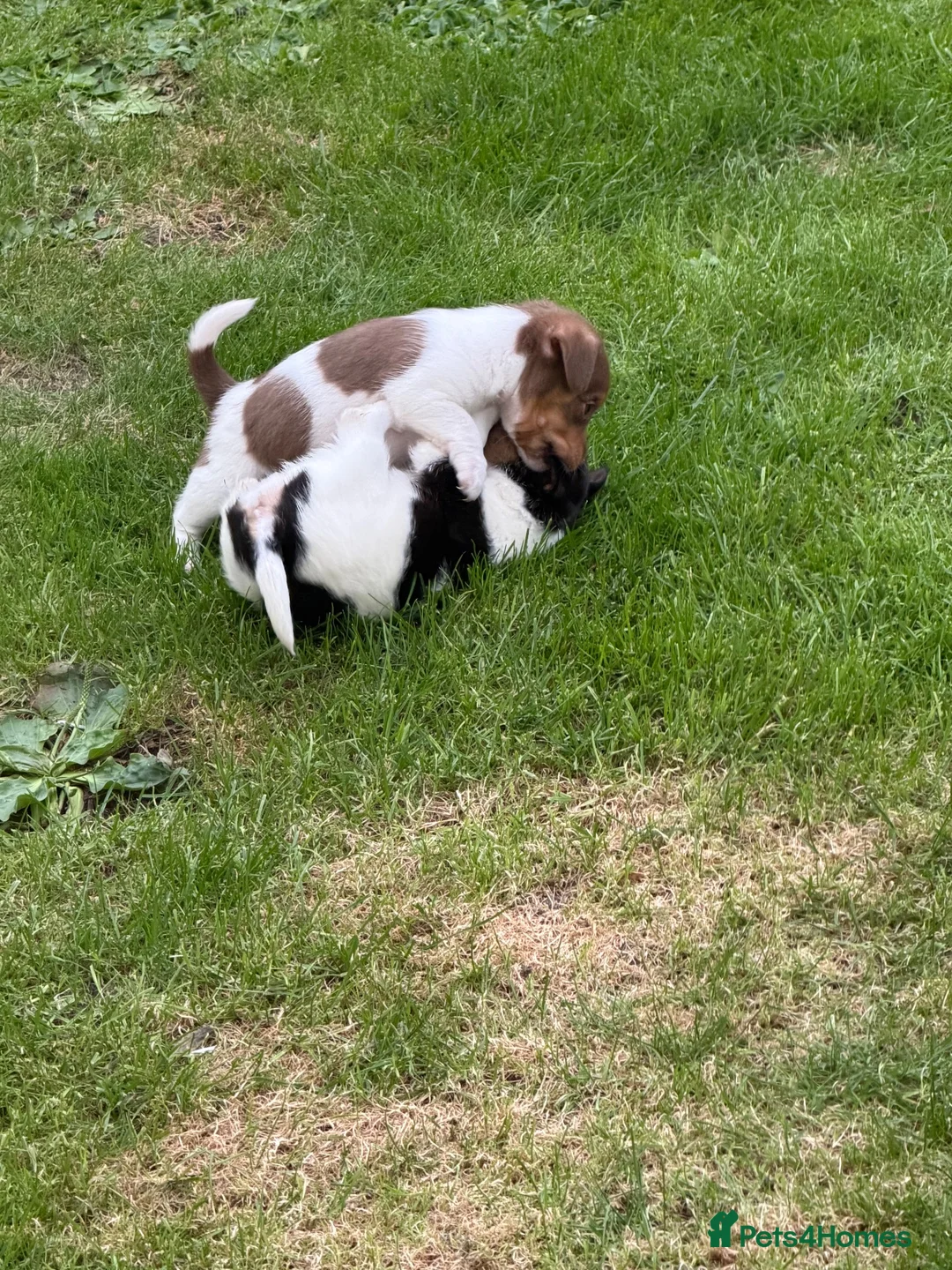 Jack Russell dogs for sale: 🐾 Traditional short legged Jack Russel puppy’s 🐾 - Advert 17