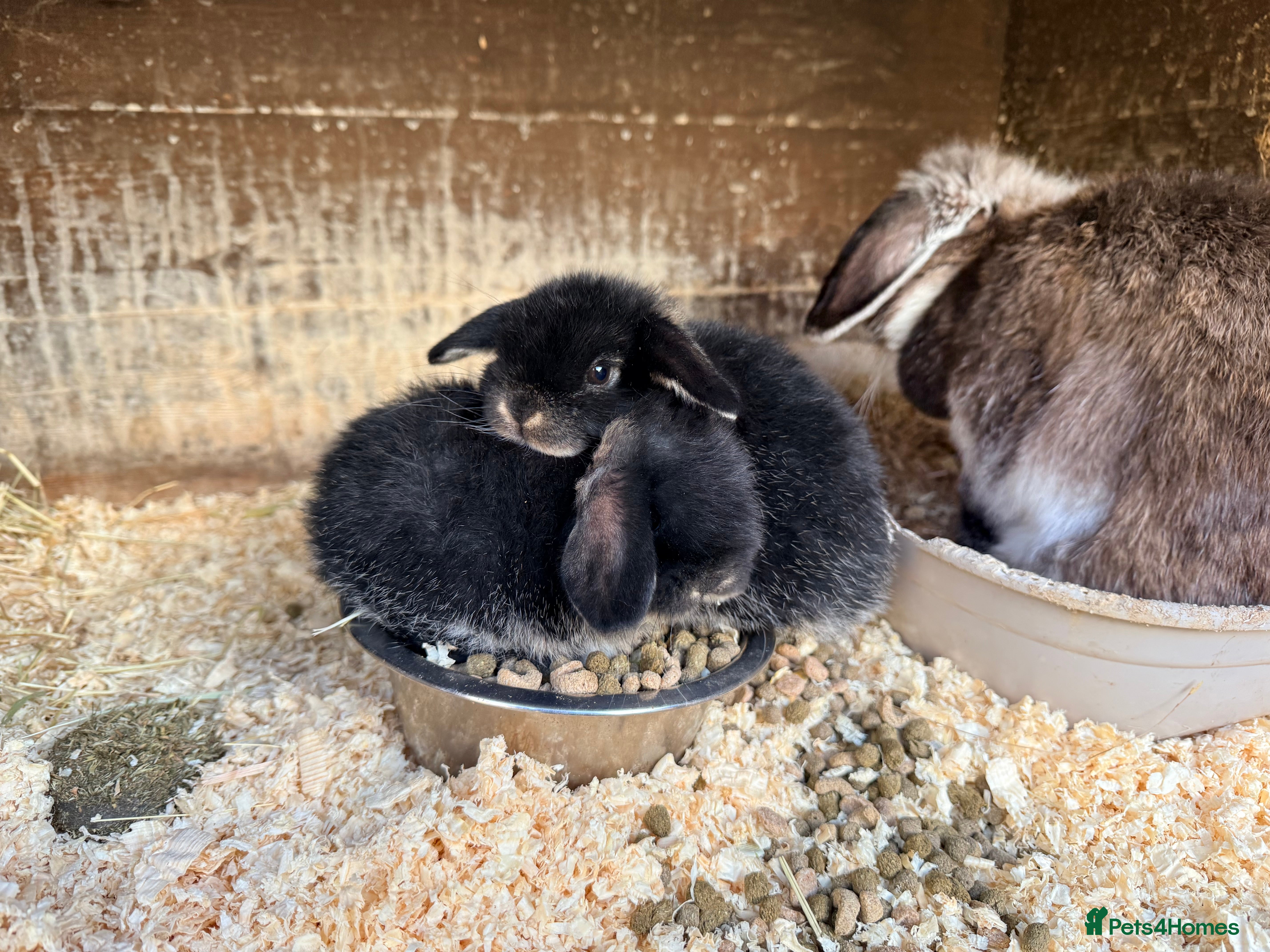 Mini Lop rabbits Mini lops bunnies  - Advert 13