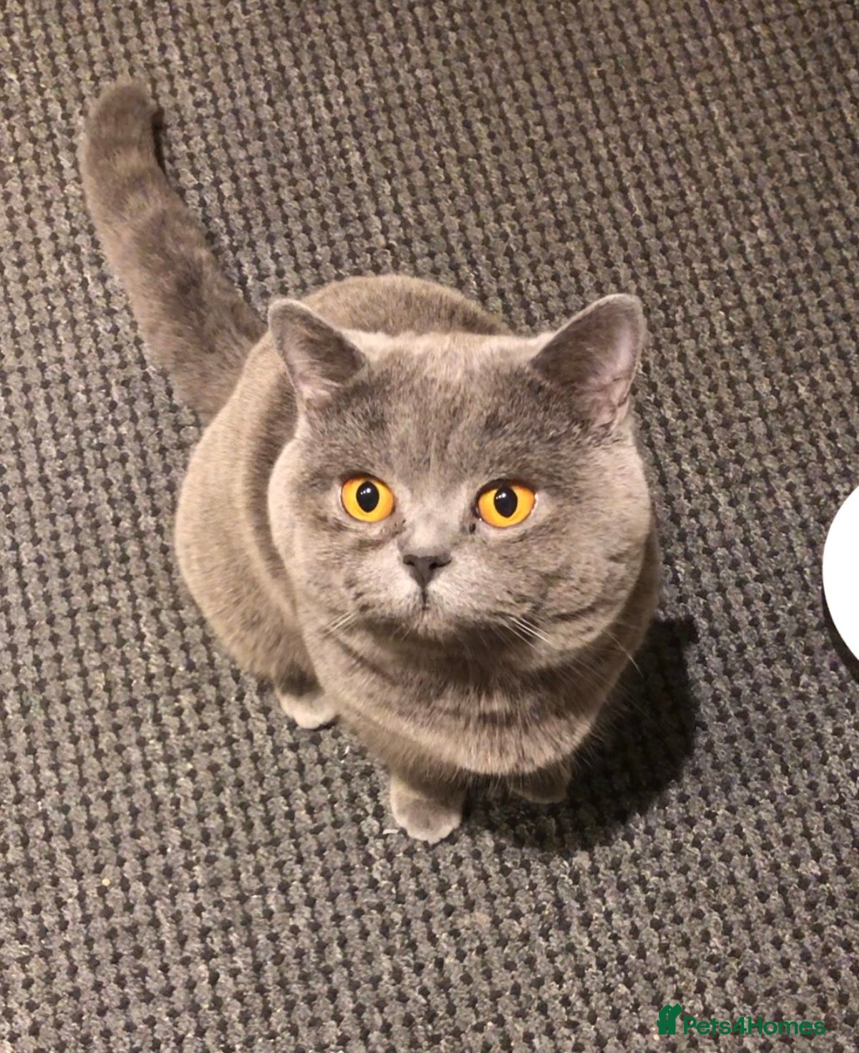 British Shorthair cats British shorthair male(neutered) - Advert 3
