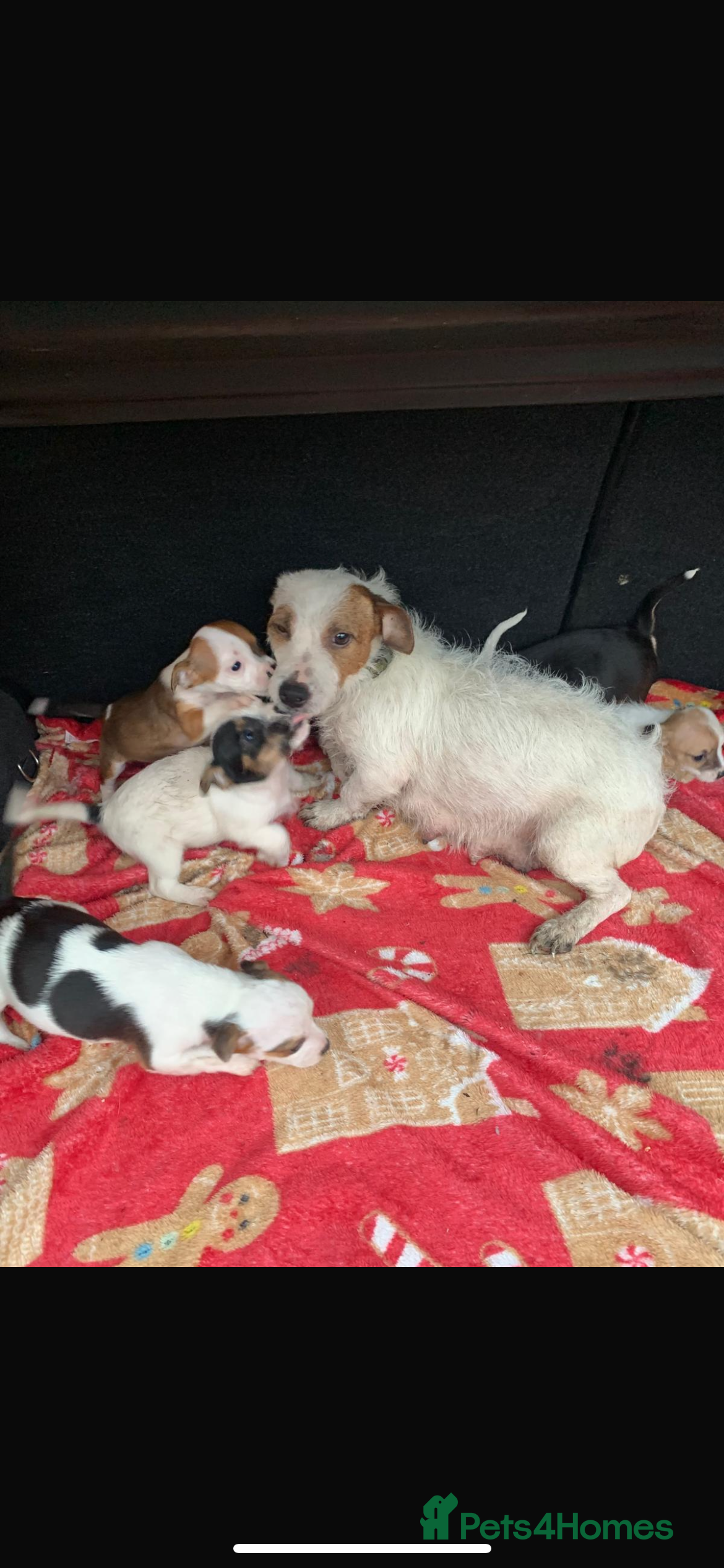 Jack Russell dogs Jack Russel  - Advert 1