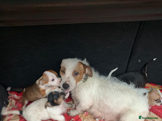 Jack Russell dogs Jack Russel - Advert 1