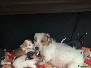 Jack Russell dogs Jack Russel - Advert 1