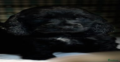 Cocker Spaniel dogs - Advert 1