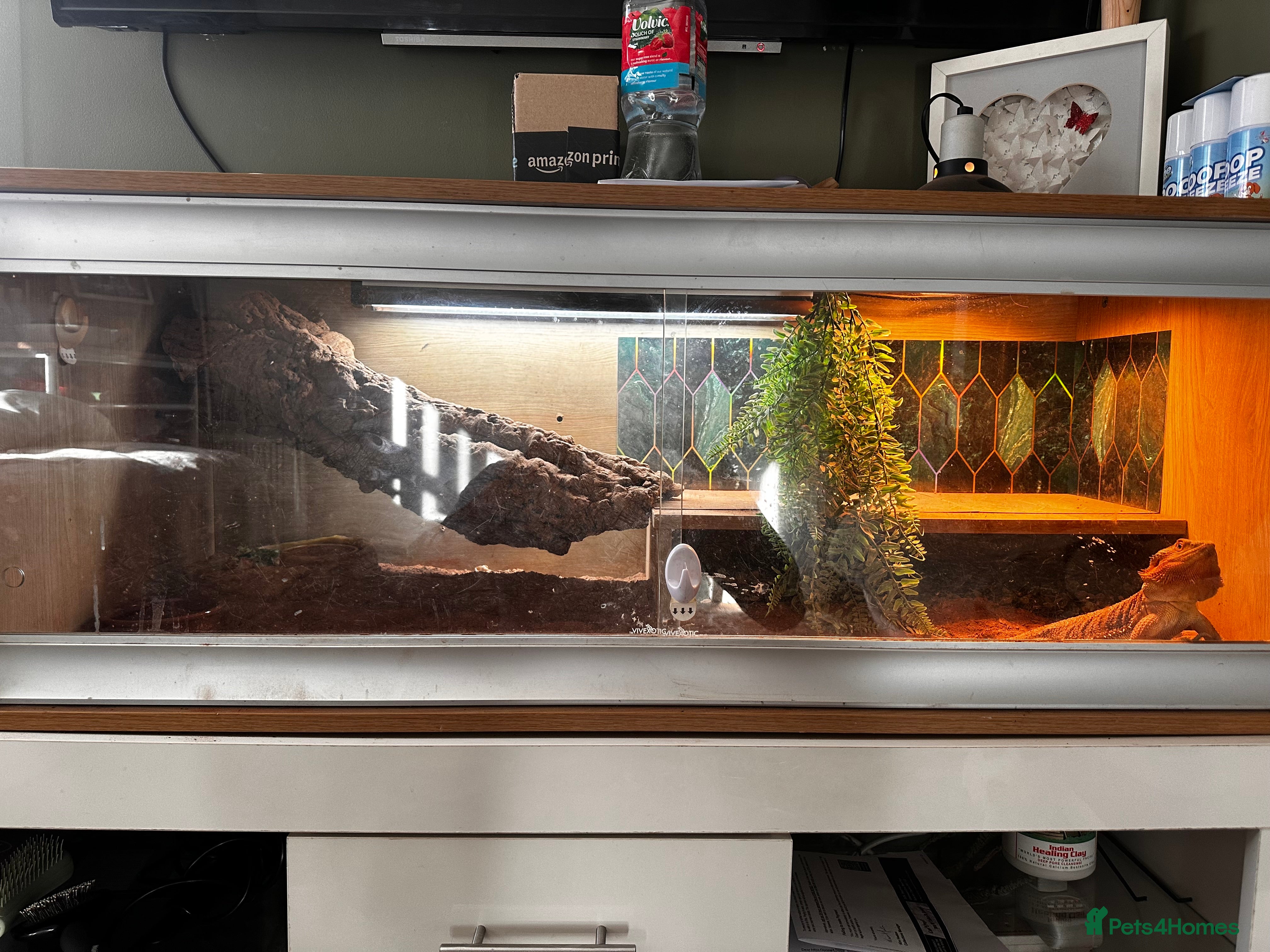 Bearded Dragon reptiles Bearded dragon with setup - Advert 17