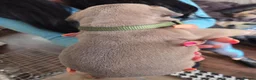 French Bulldog dogs for sale: French Bulldog pups - Advert 27