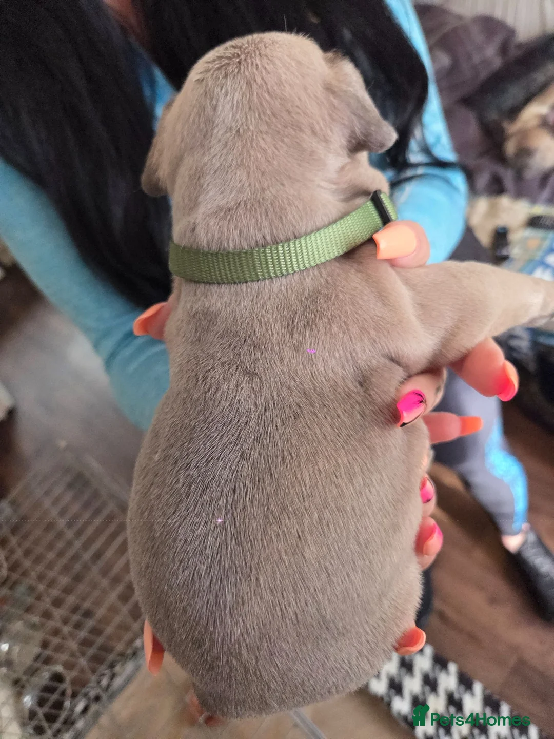French Bulldog dogs for sale: French Bulldog pups - Advert 27