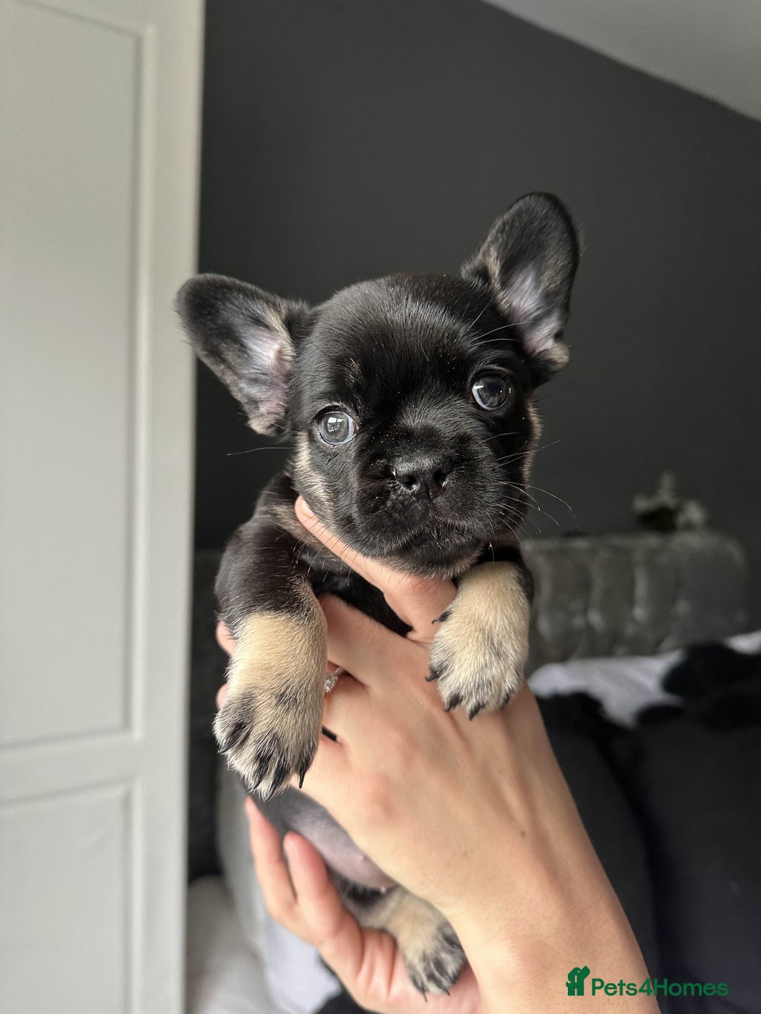 French Bulldog dogs for sale: french bulldog puppys (1 stunning boy left) - Advert 8