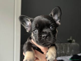 French Bulldog dogs - Advert 37