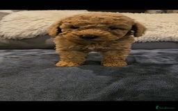 Maltipoo dogs for sale: F1b maltipoo puppies - Image 17