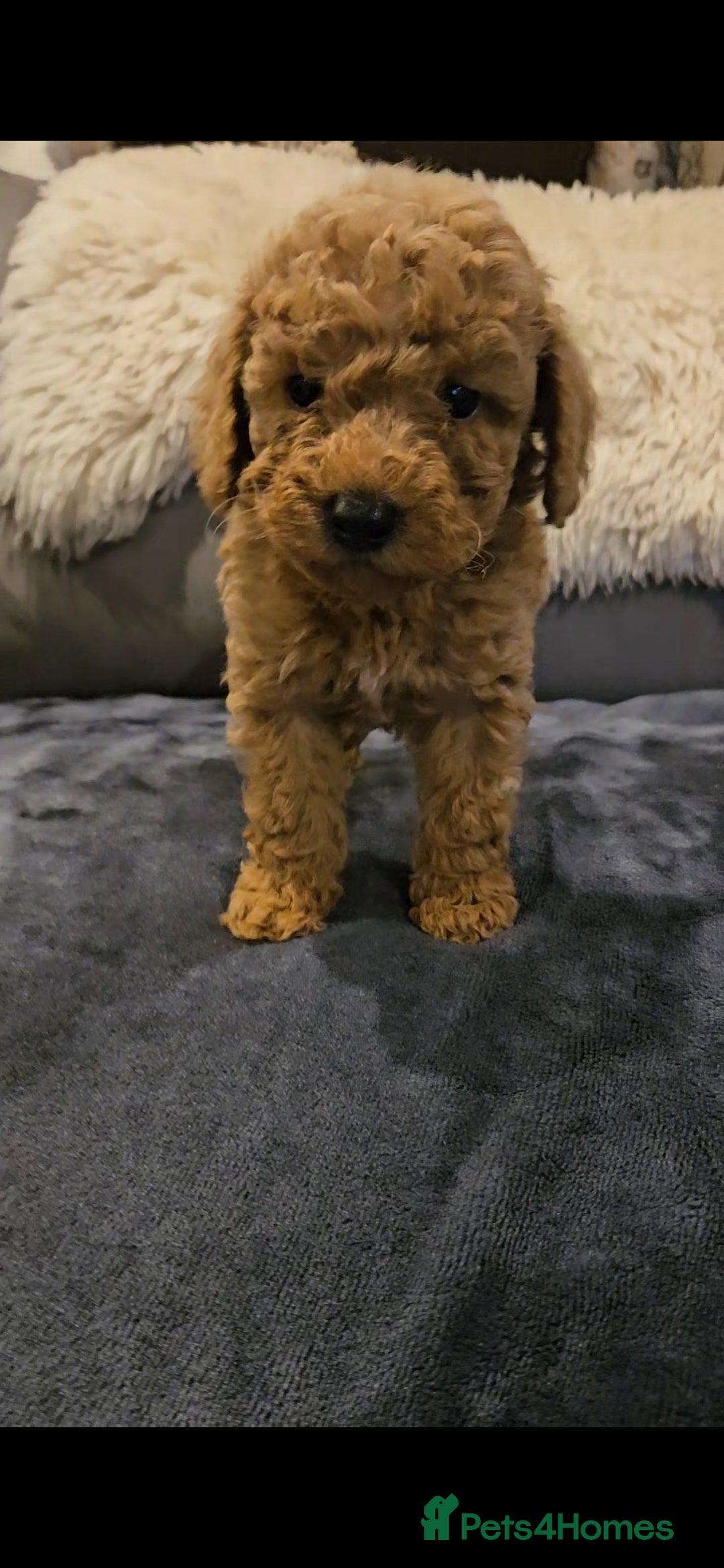Maltipoo dogs for sale: F1b maltipoo puppies - Image 17